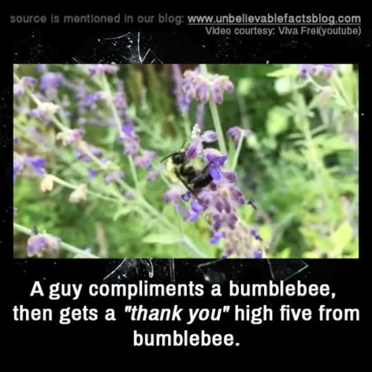 unbelievable-facts:  A guy compliments a bumblebee, then gets a “thank you” high five 