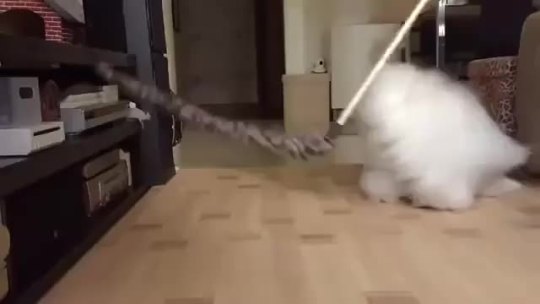 vixiemoondew:  timeandspaceandunicorns:  This cat is too fluffy for me to comprehend in slow motion   @shylamoondew look at it!!!!