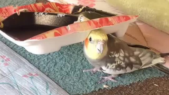 bertb0t:  roaringstream:  awwdorables:  birb singing “if you’re happy and you know it”   I don’t care if it’s wrong this birb sang it perfectly  birdologist 