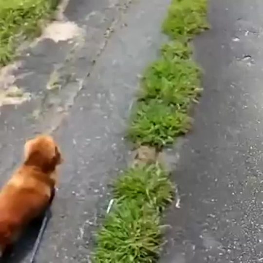 thebestoftumbling:    Dog owner pretends to suddenly collapse while walking his dog and records the dog’s reaction.   