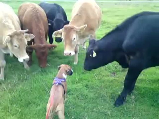 boldlygo-vegan:orangevegan:thebestoftumbling:HELLO SMALL COW*SNIFF SNIFF*What gets me is that after the dog realized they were kinda scared, he/she lied down so the cows could be in control and feel safer. Such love. Animals are amazing. 