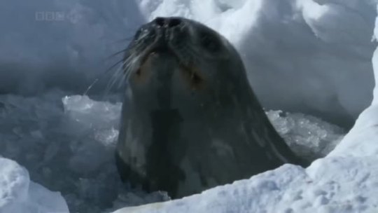 redpaperowl:  accessiblecoldtimes: [video: a seal emerges from a hole in the ice to breathe. It yells “Ah! Woo!” then sinks back down]  The ahh was so much deeper and the woo so much softer than i could have expected i love it 