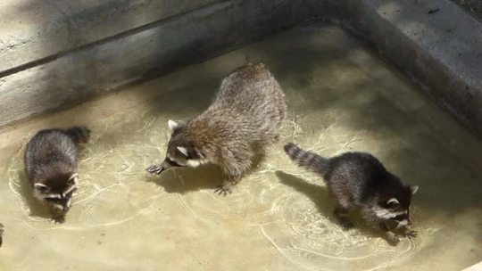 pasionanimalblog:  Raccoons installation. Raccoon pups born this year discover the pool. Instalación de mapaches. Las crías de mapache nacidas este año descubren la piscina. 