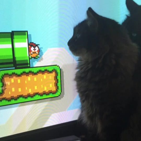 nastycasio:  agent-dale-crewper:  When ur a cat and you don’t get where the goombas are going  I’ve watched this 20 times. 