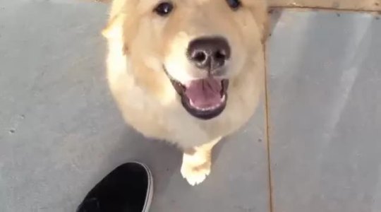 thebestoftumbling:  puppy can’t get up ramp 