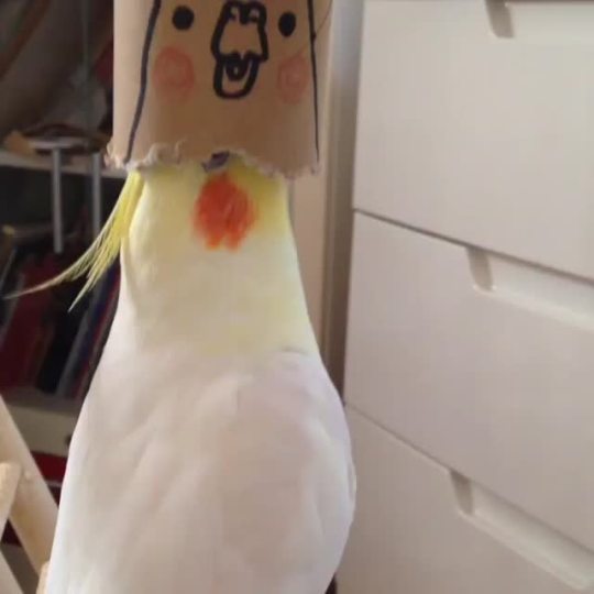 jakestersroom: elvje:  xxlacie:   arecias-blessing:   hadmeathellolea:  corruptedtuesday:  poetfish:  becausebirds:  thebestoftumbling:  (x)  Tube face.  Birb!    Birds actually like to stick their heads in things and chirp/sing because of the way the
