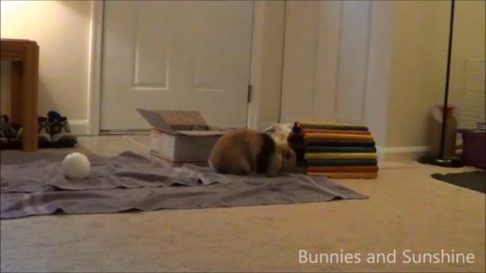 bunnies-and-sunshine:  Wait for it… Hopefully this will make your Monday a bit