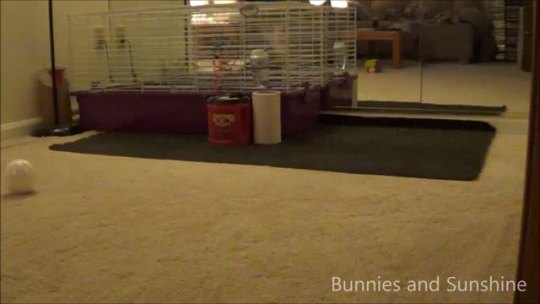 bunnies-and-sunshine:  Bunnies being silly! Simon and River were just being their