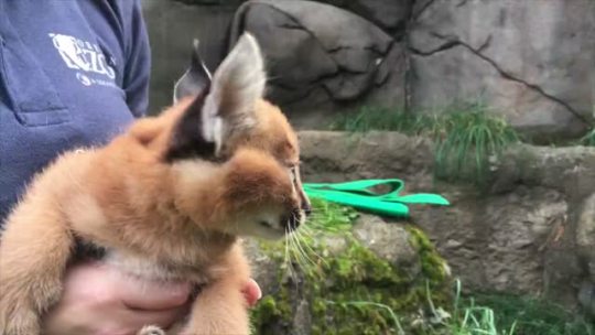 didgeridooo:  yeahwehadatime:  “  The 6-week-old caracal kittens have ventured out with mom for the first time!”  (source: The Oregon Zoo)  @opferziege 