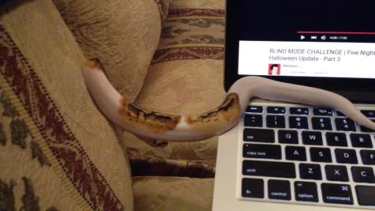 tundrapython:  Tundra tries his best 