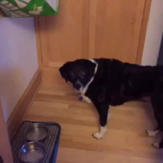 morphball:  When your dog stares directly into your soul 😫😓