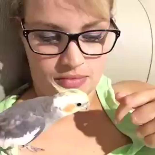 Porn becausebirds:  Albus the Cockatiel sings photos