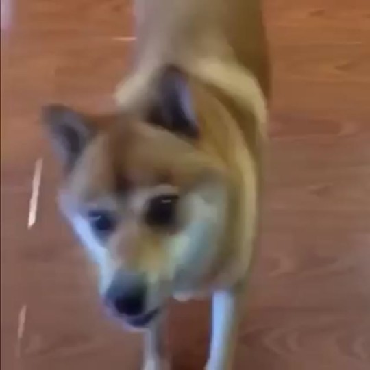 This dog dancing to ‘Africa’ by Toto is what you’re looking for.
