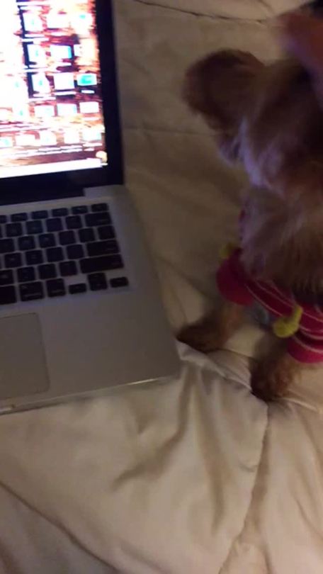 kateaustinn:  sheekeepsmewarm:  kateaustinn:  sulsss:  kateaustinn:  Our dog is literally me when Sarah doesn’t pay attention to me   @sulsss  Lmao this KILLLLLED me she’s too funny  We just always need your lovin  my gf 😍😍  Why does ur gf bark