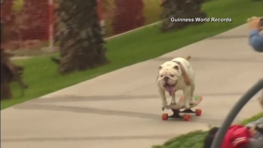 disgustinganimals:  nbcnightlynews:  Otto the bulldog has broken the world record for skateboarding through the “longest human tunnel” in Lima, Peru. More: http://nbcnews.to/1GYyHio  you’re allowed a few victory tongue waggles after a feat like