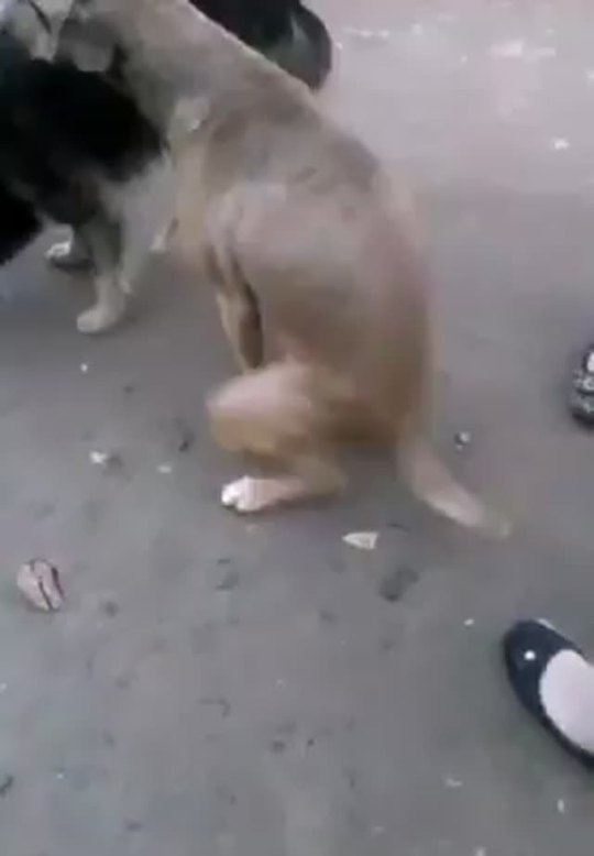 eazy518:  😂️  Been sitting down for a minute first weekend in the streets. Got to get SUM AZZ!