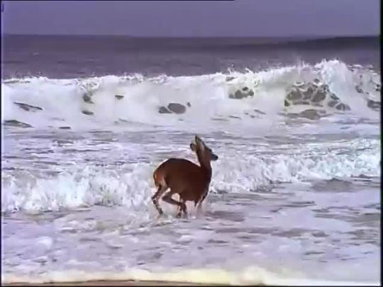 First time that Bambi wanted to became a surfer 