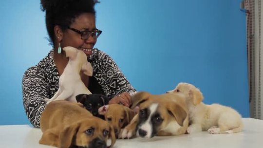 blackjuxtaposition:  bhatteshwari:  lperezidente:  ufos-looking-for-me:    Drunk Girls Get Surprised With Puppies   This is so lovely, got me smiling like an idiot   I am so happy that they are happy  “I should not drink whisky I CANNOT PROTECT THEM”