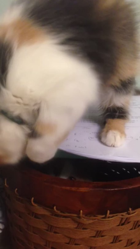 Ace clearly doesn’t like physics homework.  this is what life is like with adhd. Except every thing is a cat standing on your homework.