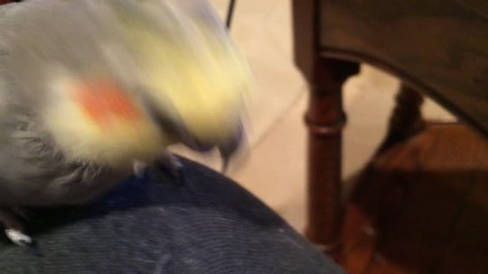 Porn photo avianawareness:  faerieprincex:  bird-bum: