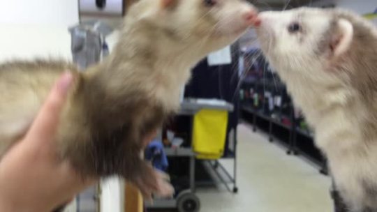 losersanddummies:  Raise your hand if you’re ready for LOTS AND LOTS OF DOOKING! (unmute to hear it) Yankee Sweetheart (on the left) is the most talkative ferret I’ve ever met.  Here she is meeting Nebula for the first time.  Both of them have been