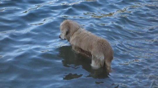 visionaryskeptic:  a dog standing in water 