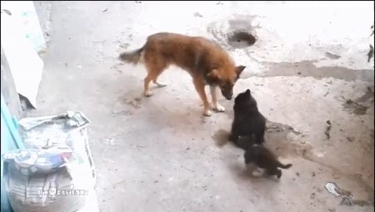 thesweetpianowritingdownmylife:  glyndarling:  glenn-griffon:  star-anise:  thepositivecattitude:  Mother cat with kittens came to meet an old friend.  I can’t believe we’ve already found the best animal video of 2016.  That is too adorable. You can