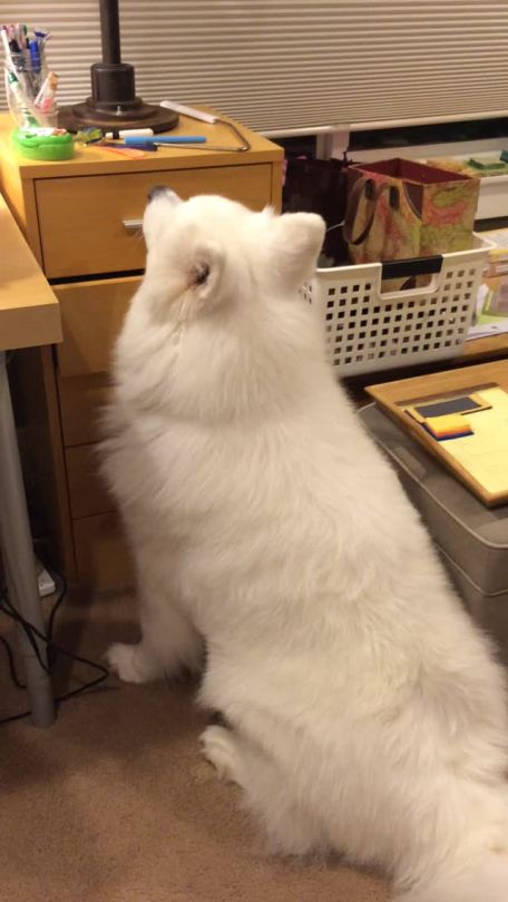 Sex waffleironbiddingwar:  skookumthesamoyed: pictures