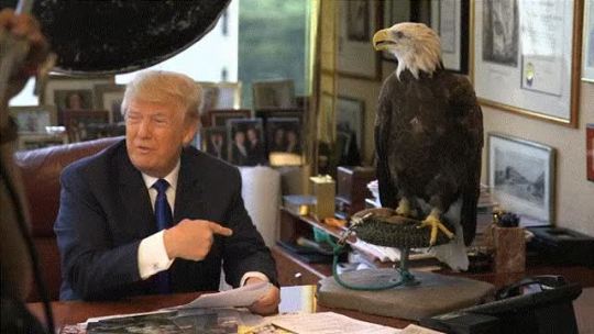 becausebirds:  Now he wants to ban all Bald Eagles from entering America.
