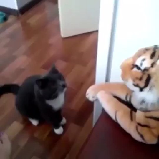 hellopetrichora:  nativescience:  yourbigsisnissi:  weloveshortvideos:  this cat got hands  on sight   ⚰   The tiger after he got them hands™️ 
