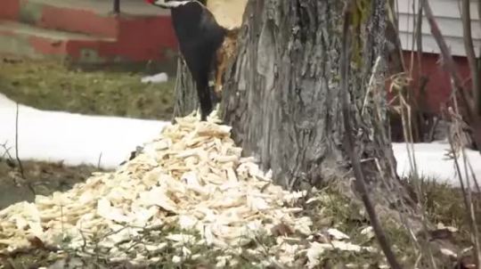 the-midnight-blues:  sarallis:  fat-mabari:  setbabiesonfire:  becausebirds:  Fuck this tree in particular. [source video]  why birb why  that has to be the angriest fucking woodpecker I haver ever seen  @the-midnight-blues  What the shit? 