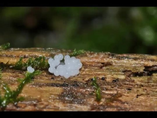 a-hammock-of-stars: gudroo:   commander-ledi:  gastropods:   Eating slime mold by MaximumMoustache im laughing because whoever filmed this obviously filmed it to see the slime mold move and then this slug comes and ruins everything  she just wanted a