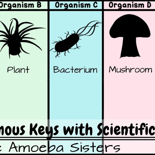 amoeba-sisters-dichotomous-key-worksheet-answers-pdf-img-gimcrackery