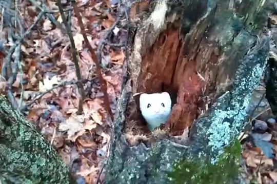 dizzy-pup:  wildlifewednesdays:  A camerashy little weasel!  It’s a Mew   my kind <3