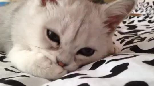 weloveshortvideos:  Here’s a kitty sucking it’s paw to make your day