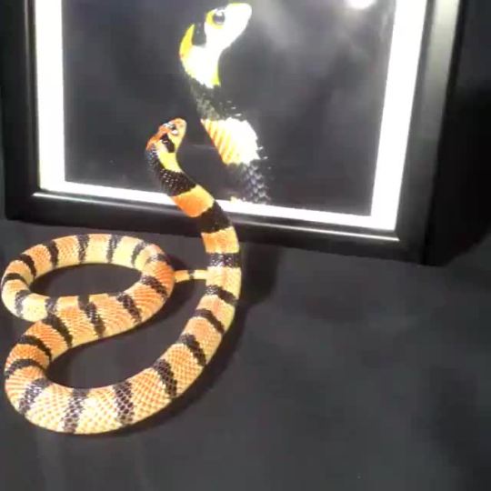 rate-my-reptile:  slitheringscales:  maybe she doesnt like being framed.. at all