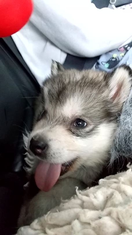 tormans-space:  diabeticpancake:  diabeticpancake: why do puppies sound so funny update: this is him now   It’s cause he has huskies in his blood so get ready for talkative puppy 