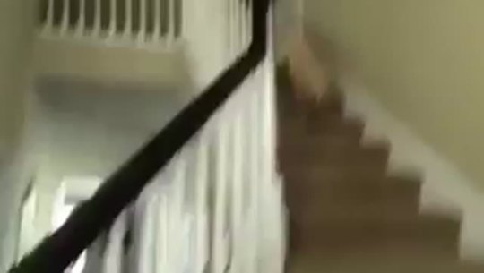 the-absolute-best-memes:Can we all just appreciate the fact that this cutie just fell down the stairs but still immediately got up so excited like he just had a great time falling down the stairs? Like I want to handle bad things as well as this puppy