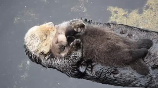 sunbutter-fem:dendritic-trees: elodieunderglass:  oh. ohhhhhhhhh. oh nooooooooooooooo  [A mom and baby otter are floating together. The baby otter is sleeping on his mom’s tummy so he’s still all dry and fluffy.  She keeps giving him little otter