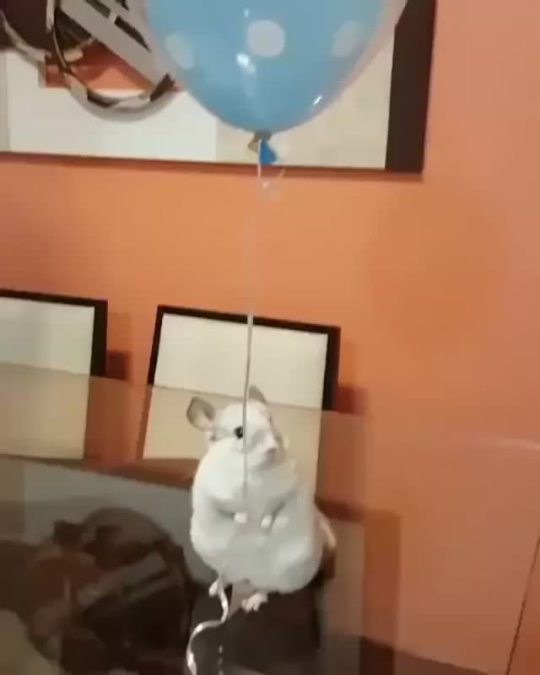 animal-factbook:  This is me when no one shows up to my birthday party… 