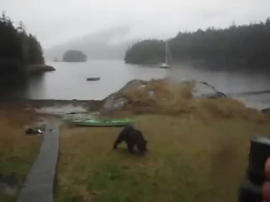 keepasecretslut:  distrustfund:  i’m fucking dead at this white woman demanding to know why this bear is interrupting her afternoon  maybe it’s drinky but IM FUCKING DYING you go bear