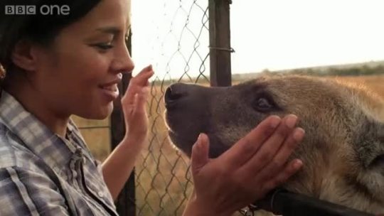 hardrk9s:  HYENA FRIDAY   Liz Bonnin and male Spotted Hyena in South African wildlife