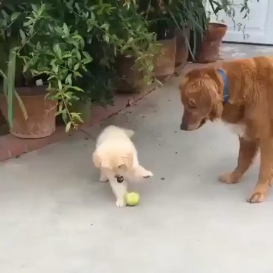 weloveshortvideos:  when u a puppy and wanna play with everything 