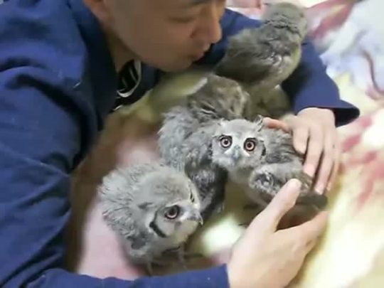 cumaeansibyl:  human: *gentle “owl” hooting* actual owls: *tiny velociraptor screams* 