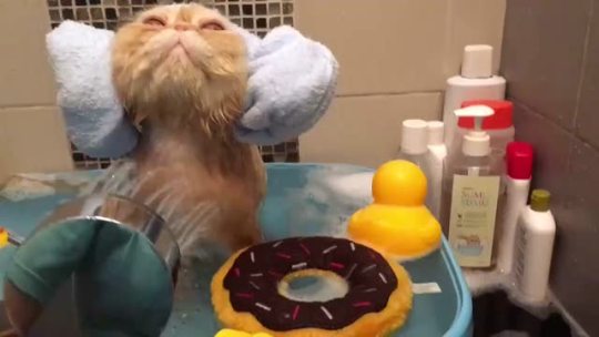 wellthatsadorable:  annetdonahue:  self motherfucking care  Bath time life goals