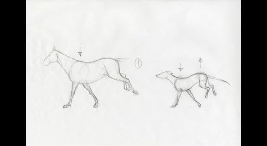 jbaxteranimator:This week was “gallops” in my lecture class. I drew this 10 frame cycle showing a horse and a dog (not to scale) to demonstrate the differences. The horse is doing a standard transverse gallop with a single suspended phase, and the