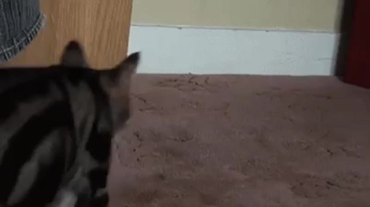 animal-factbook:  Come here you little shit. 