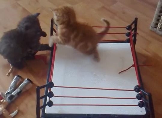 cat-cosplay:  The introduction of the new WWE Fuzzy Weight Division just might get