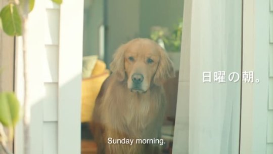 bug-dad:  cutiebum:  as-warm-as-choco:  Why haven’t I seen this Amazon Japan commercial yet ? Nefeli, explain.   It’s been 10 days since its release and has a dog in it.      >_<  AHHH    