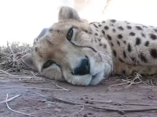writeinspiration:  catsof:  do-over:  I feel like maybe this might be of interest to some.  PRRRRRRRRRRR-PRRRRRRRRRRRR  Reblogging right now because I’m having a random anxiety attack and figured someone else might need soothing too. Cheetahs are one